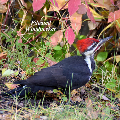 Pileated Woodpecker